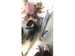 一吨废钼紧急出手，来电询价！！！图2