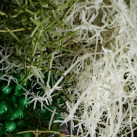 东莞废塑胶回收最新价格，优质废塑胶回收