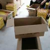厂里大量鸡蛋托废纸处理