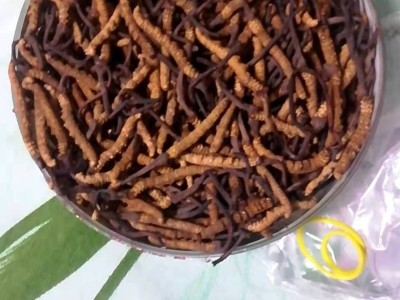 3两冬虫夏草处理图1
