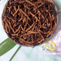 3两冬虫夏草处理
