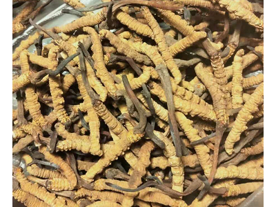 几十斤冬虫夏草处理图1