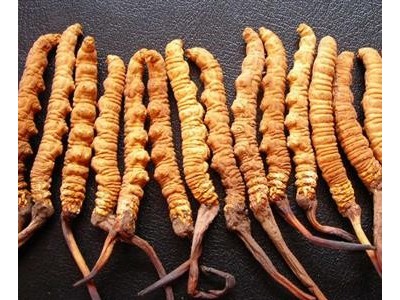 品牌:冬虫夏草台州虫草回收:台州冬虫夏草回收台州虫草回收行情:台州