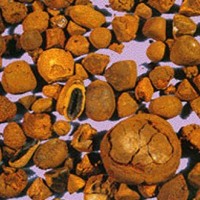 回收天然牛黄（天然牛黄回收）天然牛黄回收价格一览表参考