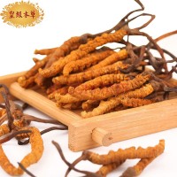 胶南回收冬虫夏草价格查询——回收冬虫夏草一克多少钱大概参数