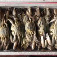 200箱过期冻梭子蟹处理