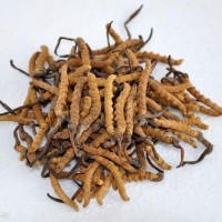 回收冬虫夏草一览一览表新行情