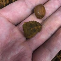 天然牛黄回收多少钱一斤?回收牛黄价格一览表参考系数