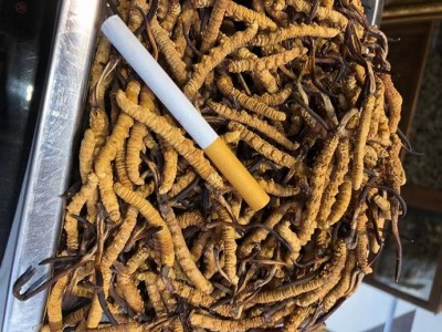 嘉兴市虫草回收,嘉兴市回收虫草联系方式_废品站