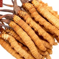 冬虫夏草回收价格多少钱一克一览一览表上门回收