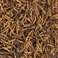 上门回收冬虫夏草（上门收购冬虫夏草）冬虫夏草价格表一览