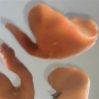 虹口区鸡宝上门交易电话-上海鸡灵宝回收服务