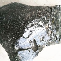 玻璃陨石2026年市场成交价格及行情分析-陨石回收电话